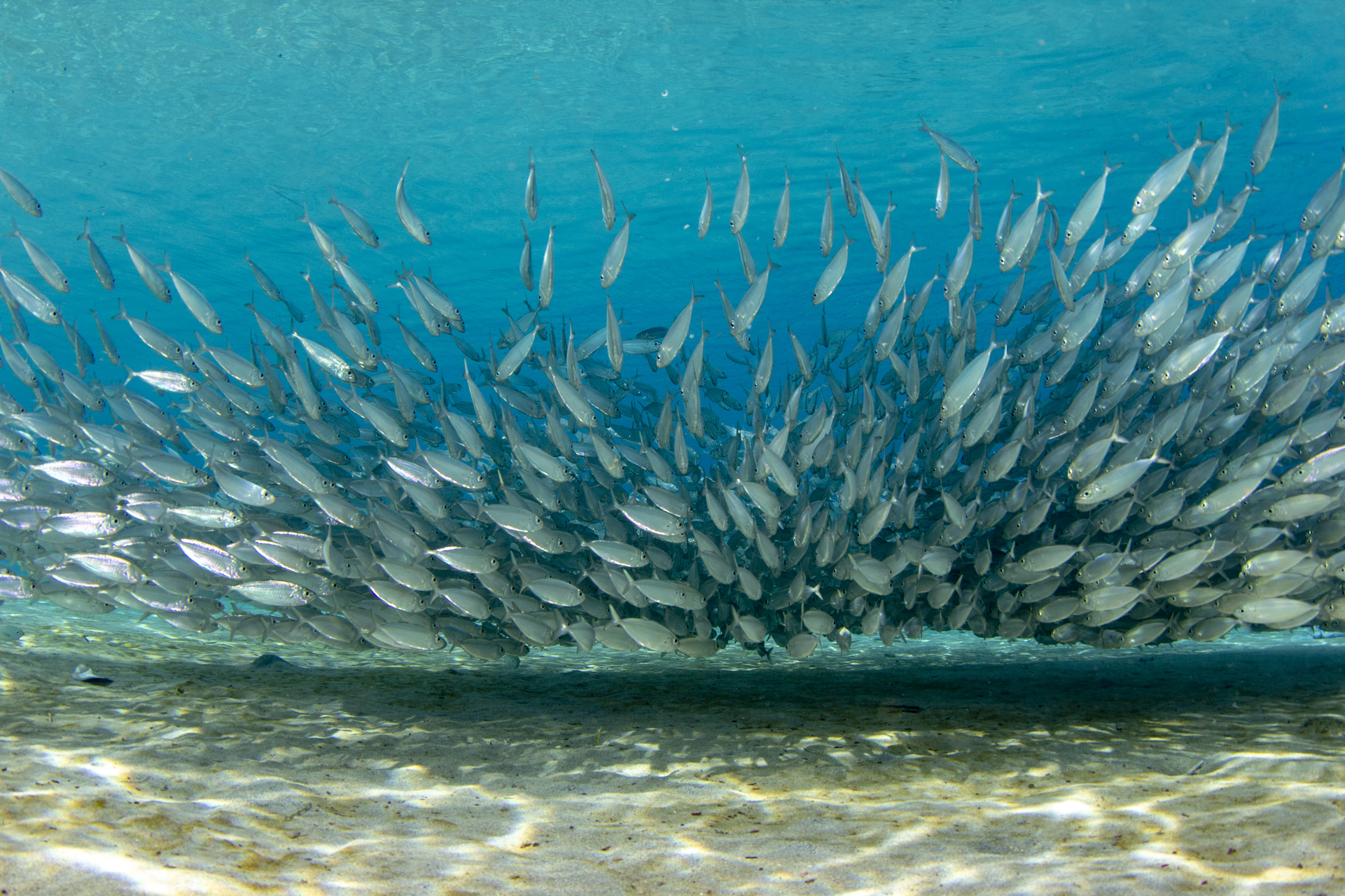 Schools of fish in the shallows of Playa Grandi, Curacao