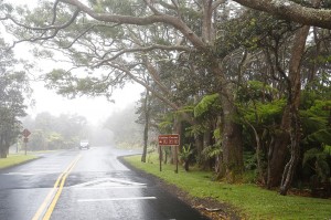 Hawaiian Rainforest