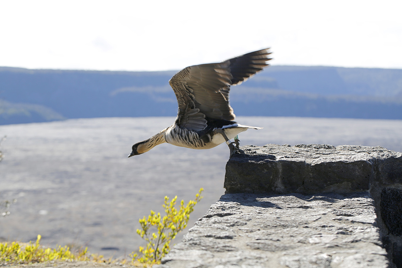 Nene early morning flight at Jaggar