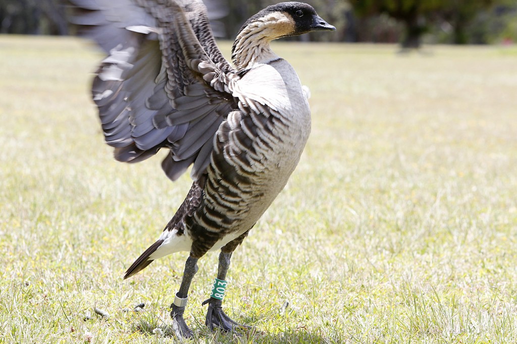 Super-Nene