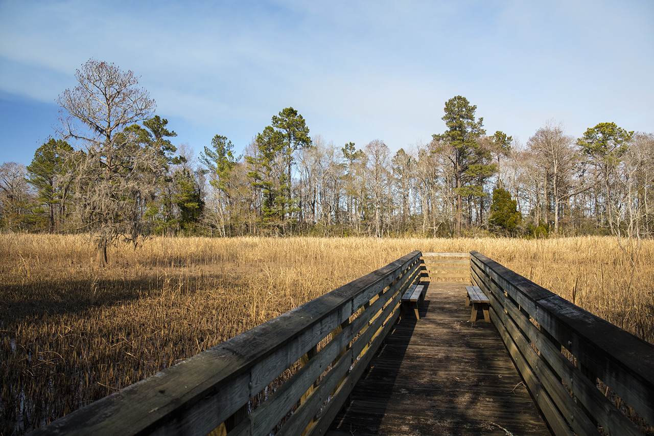 Hampton Creek Reserve on the Hampton Plantation, South Carolina, USA