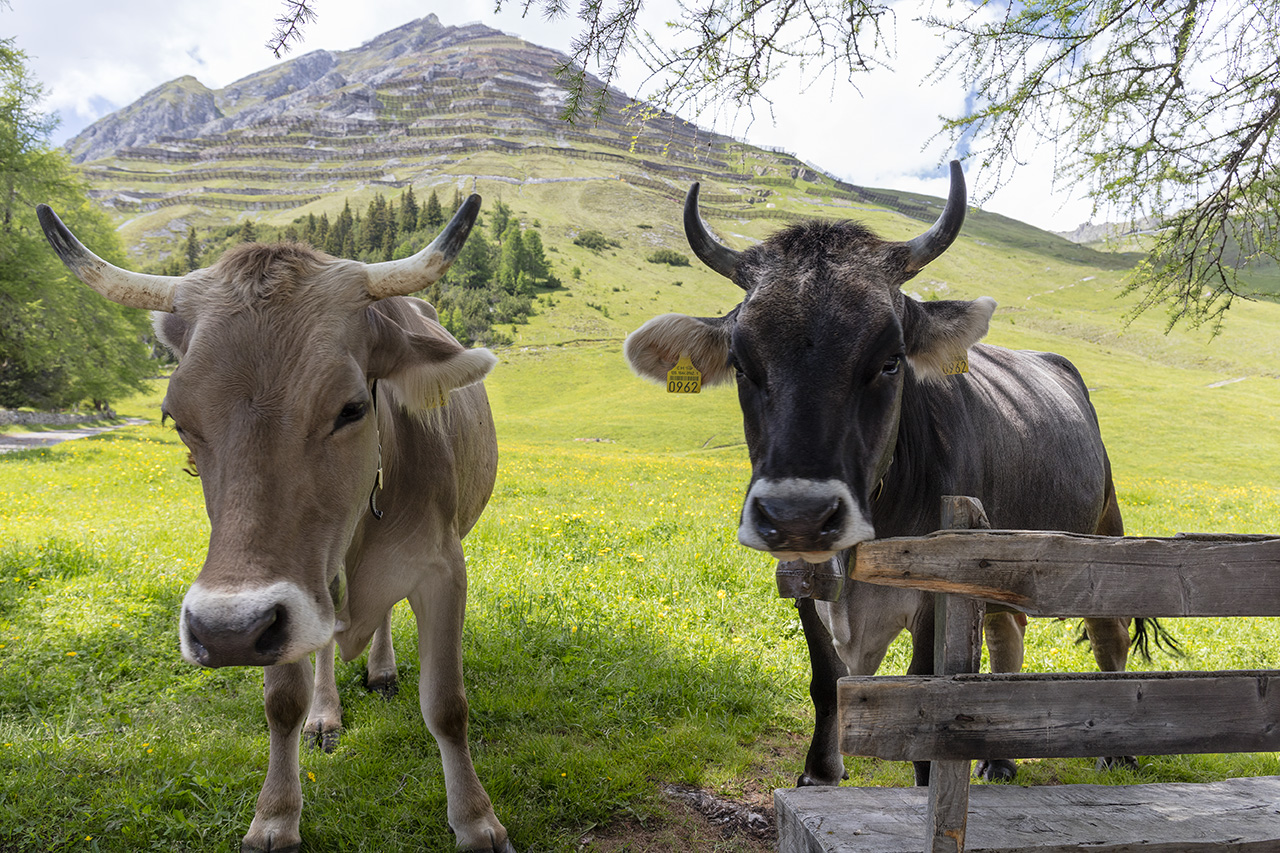 Swiss Alps, Davos