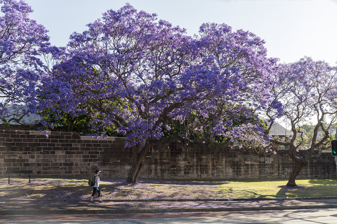 Jacaranda trees in Paddington, Sydney, Australia