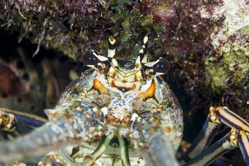 Spiny lobster (Palinuridae), Langouste, Ellbow Reef - S S Ledges, Key Largo, Florida, USA