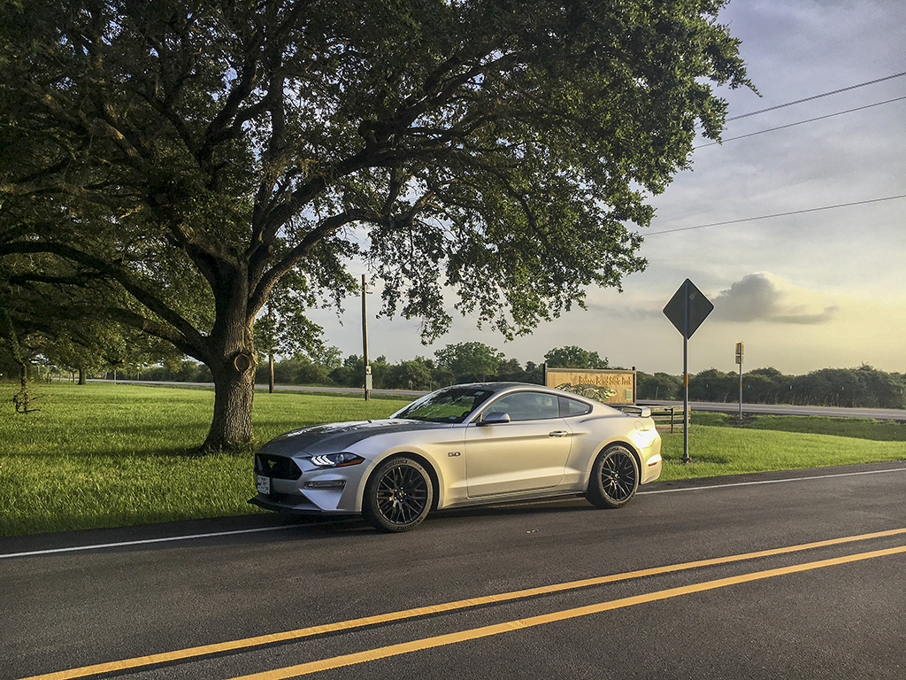 2018 Mustang at Brazos Bend State Park, Texas, USA