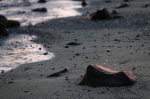 Volcanic rock at Old Airport Beach, Kailua-Kona, Hawaii