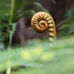 Young fiddlehead of Ama'u fern, Hawaii Volcanoes National Park