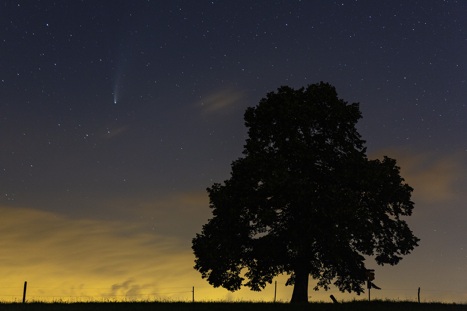 Comet C/2020 F3, Neowise, next to Linden tree silhouette, Challhöchi, Basel-Landschaft, Switzerland