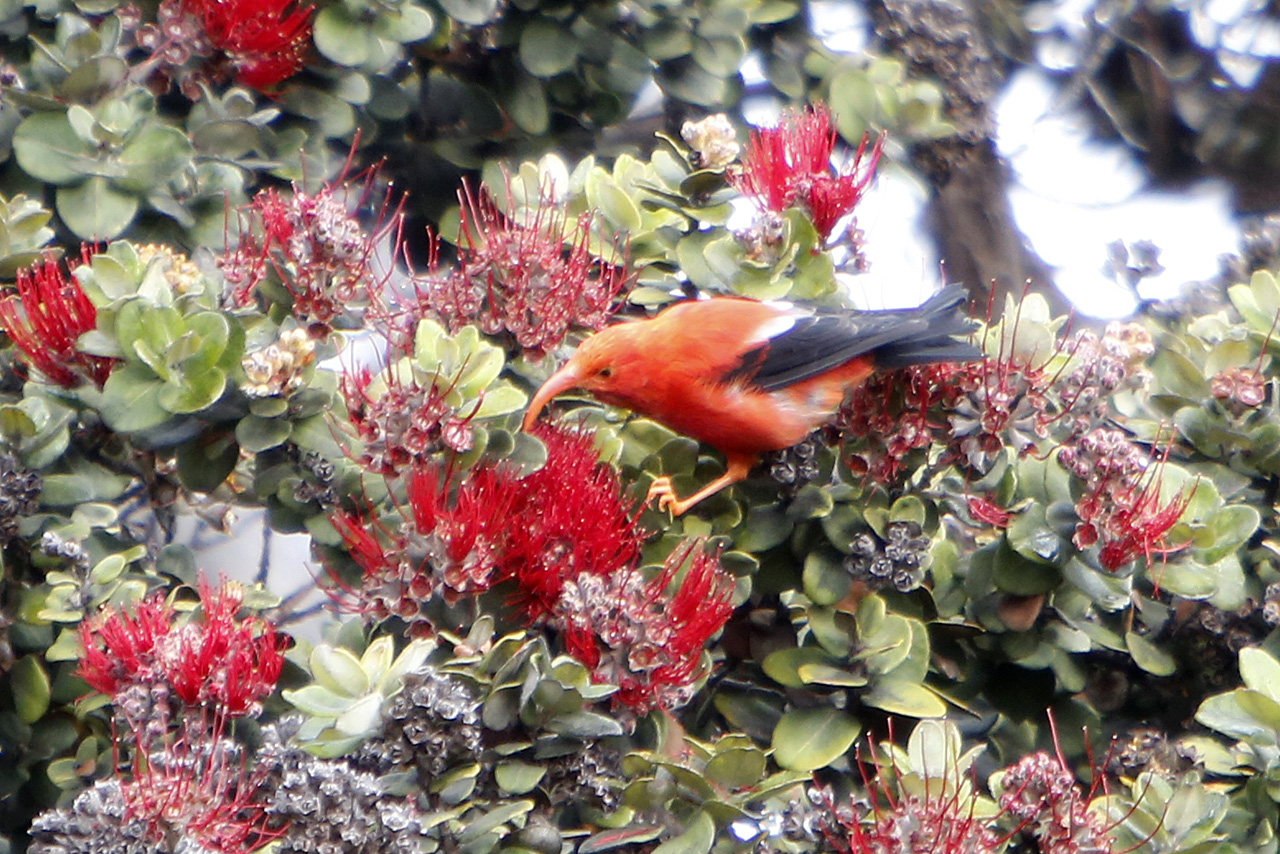 I'iwi native bird (Drepanis coccinea), an adapted species of finch with a curved beak