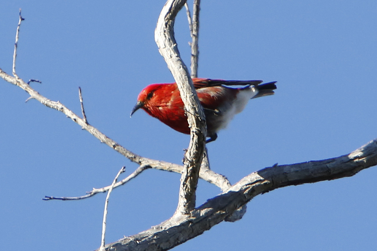 'apapane (Himatione sanguinea), native Hawai'ian bird