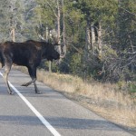 Moose crossing, Yellowstone National Park, Wyoming, USA