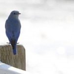 Bluebird, Yellowstone National Park