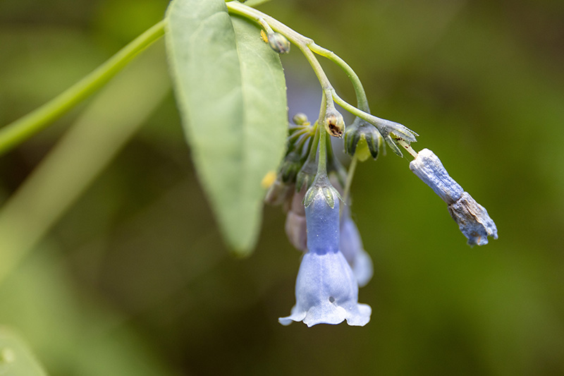 Glockenblume (Mertensia ciliata), Rocky Mountains National Park, Colorado, USA