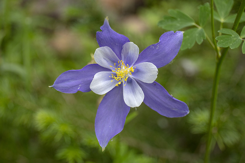 Wilde Akelei (Aquilegia coerulea), Rocky Mountains National Park, Colorado, USA