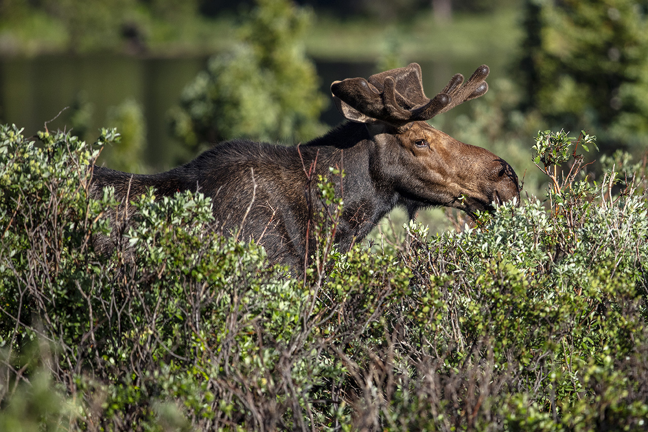 Elch (Alces alces) weidet im Ufersumpf, Brainard Lake, Rocky Mountains, Colorado, USA