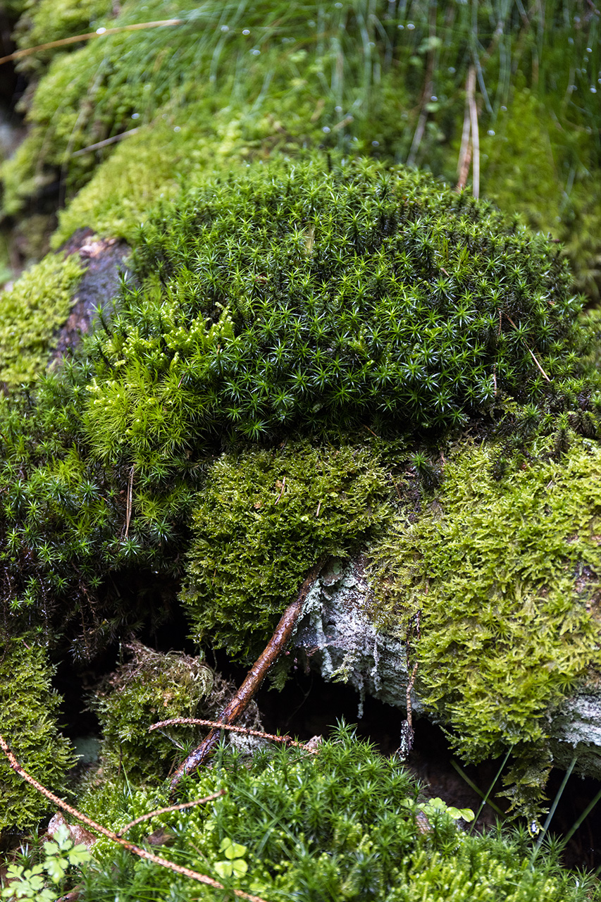 Moss, Odenwald forest, Bavaria, Germany