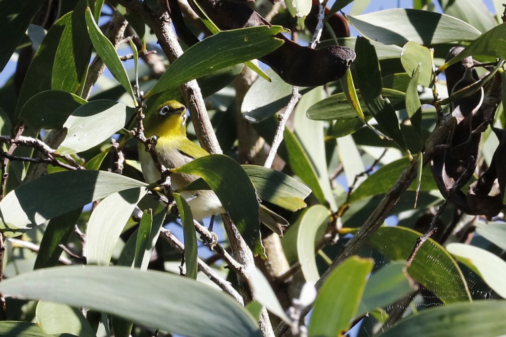 Japanese White Eye hiding in the tree, Hawai'i Volcanoes National Park