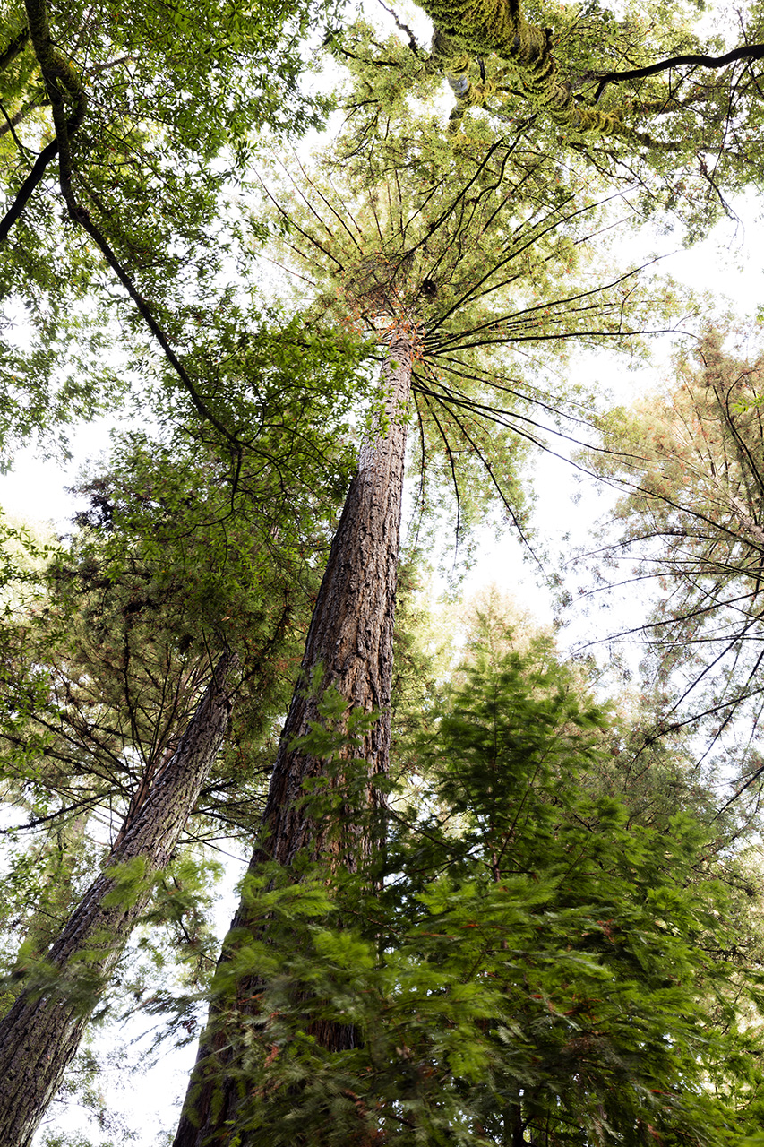 Giant redwood, Henry Cowell Redwoods State Park, California, USA