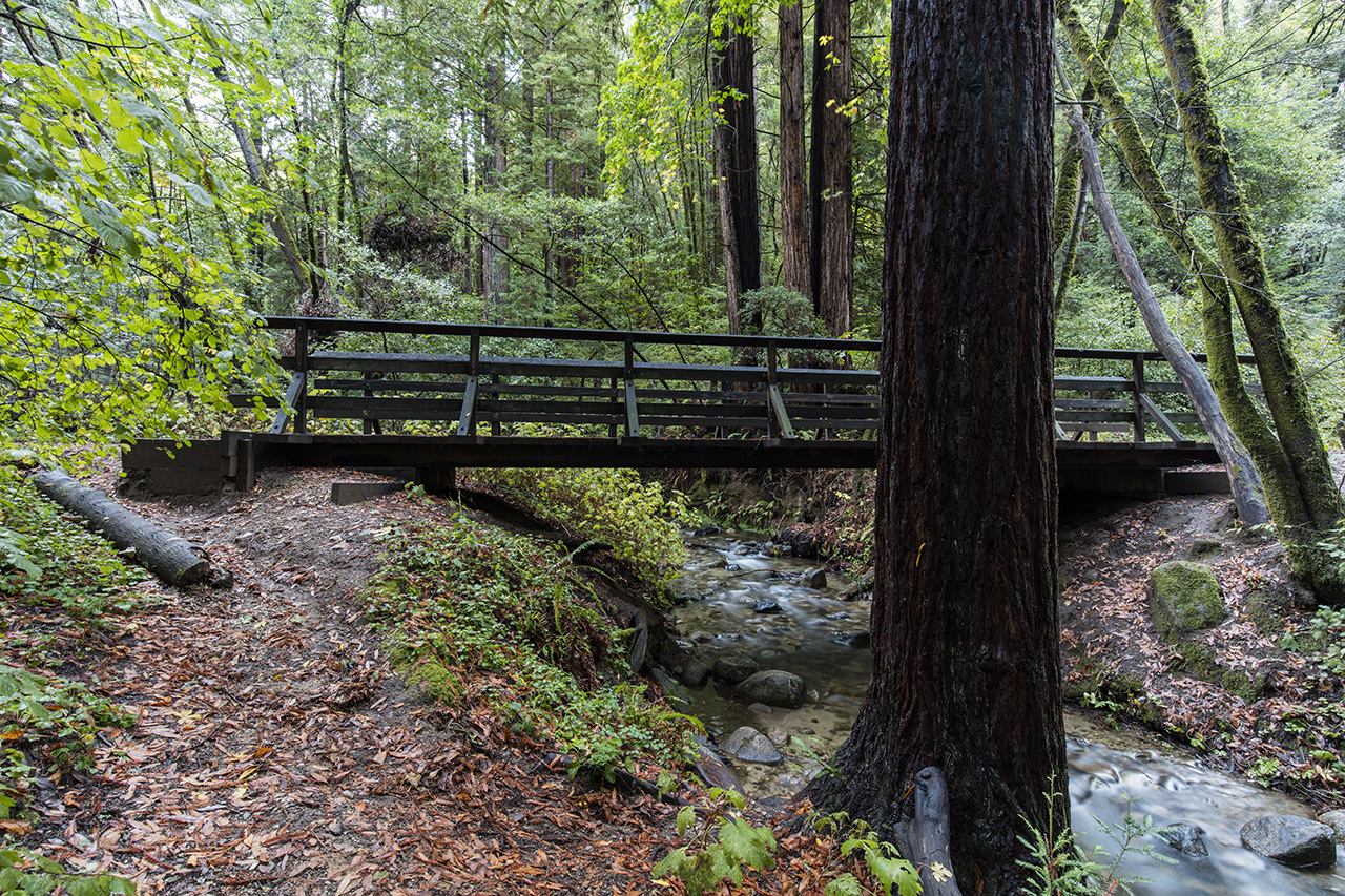 Hiking path, bridge, creek and large trees, Henry Cowell Redwoods State Park, California, USA