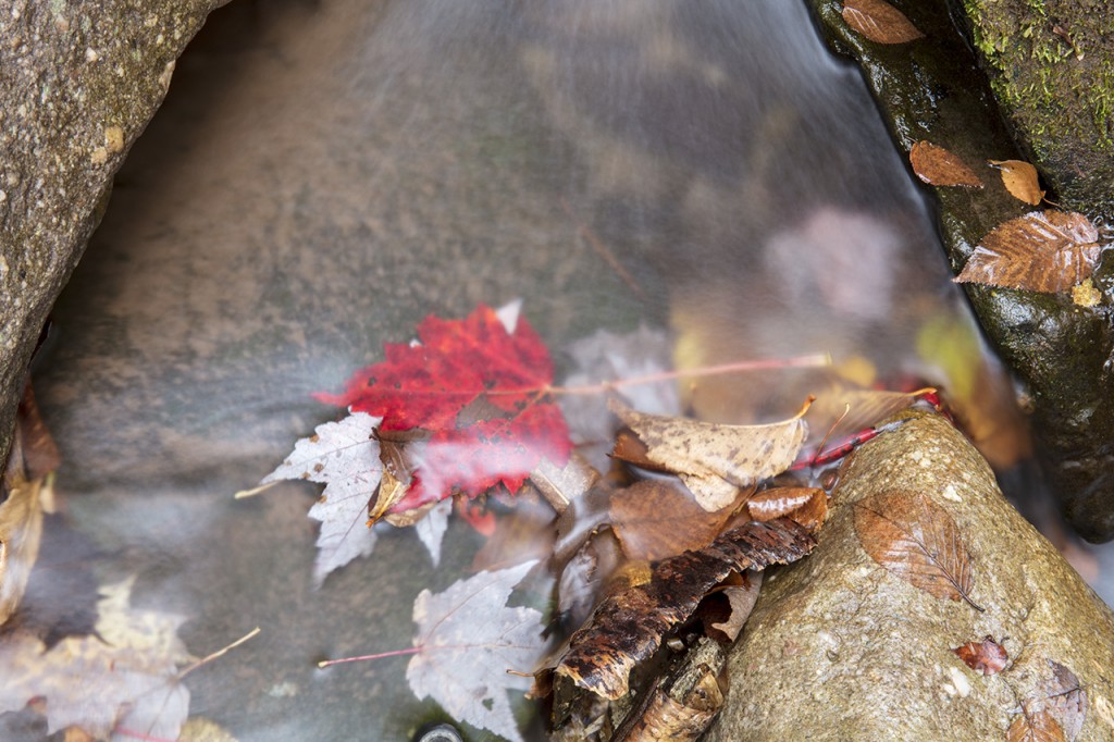 Red maple leaf in the Peekamoose Valley, Catskills, New York, USA