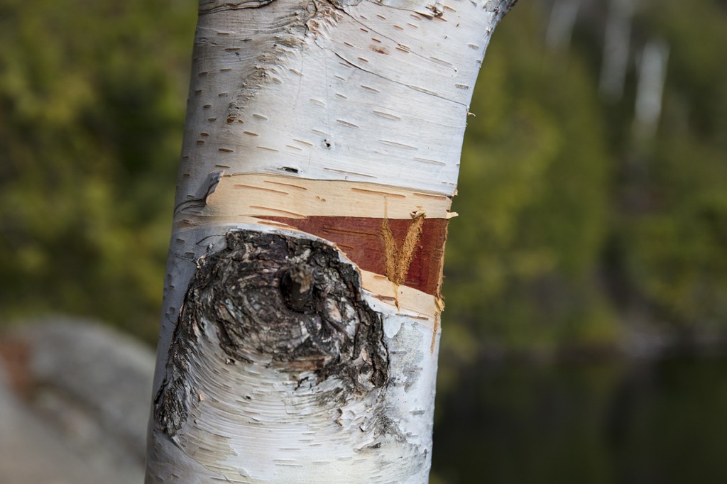 Birch tree in the Adirondacks, New York, USA