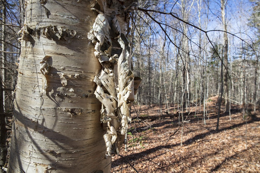 Birch Tree, Adirondacks, New York, USA