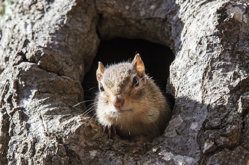 Eastern Grey Squirrel (Sciurus carolinensis) in its tree habitat, Catskills, New York, USA