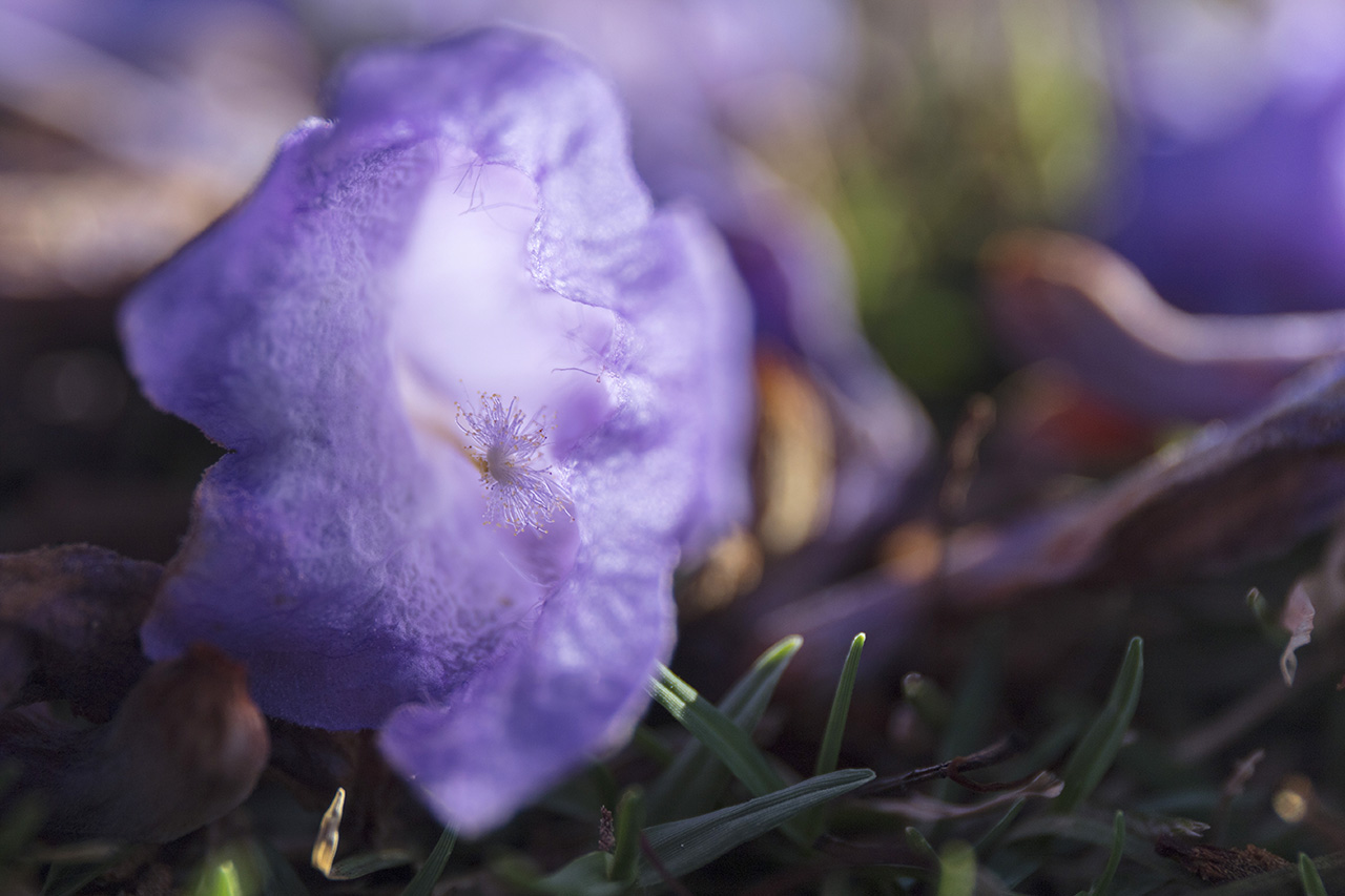 Jacaranda flower closeup, Paddington, Sydney, Australia