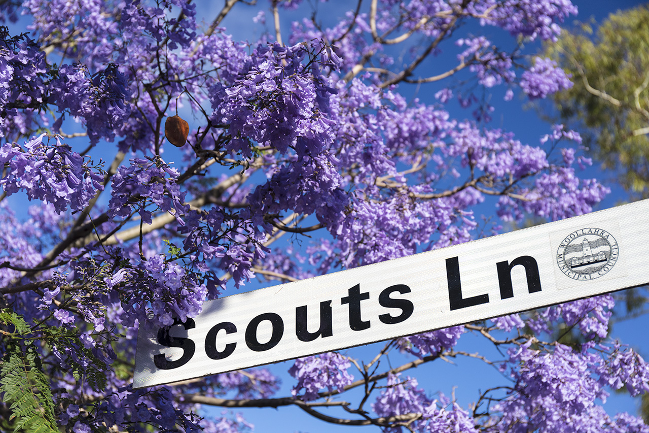 Local street in Paddington with Jacaranda tree, Sydney, Australia