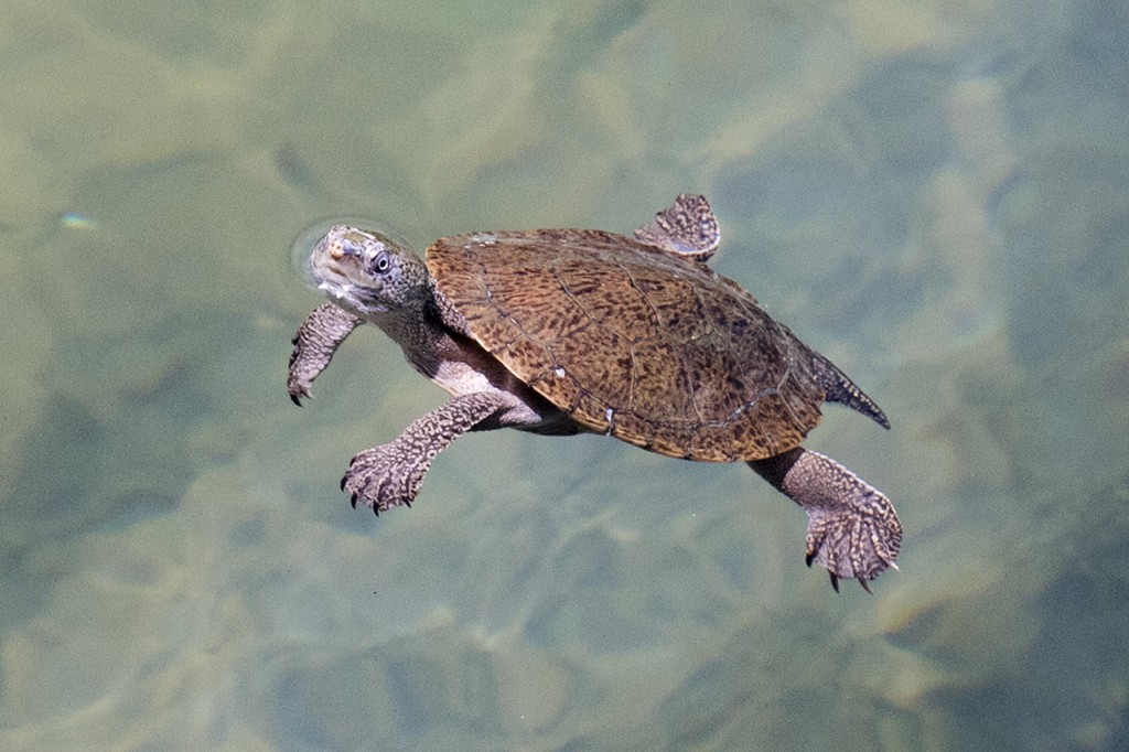 Saw shelled turtle (Wollumbinia latisternum) in Crater Lake National Park, Atherton Tablelands, Queensland, Australia