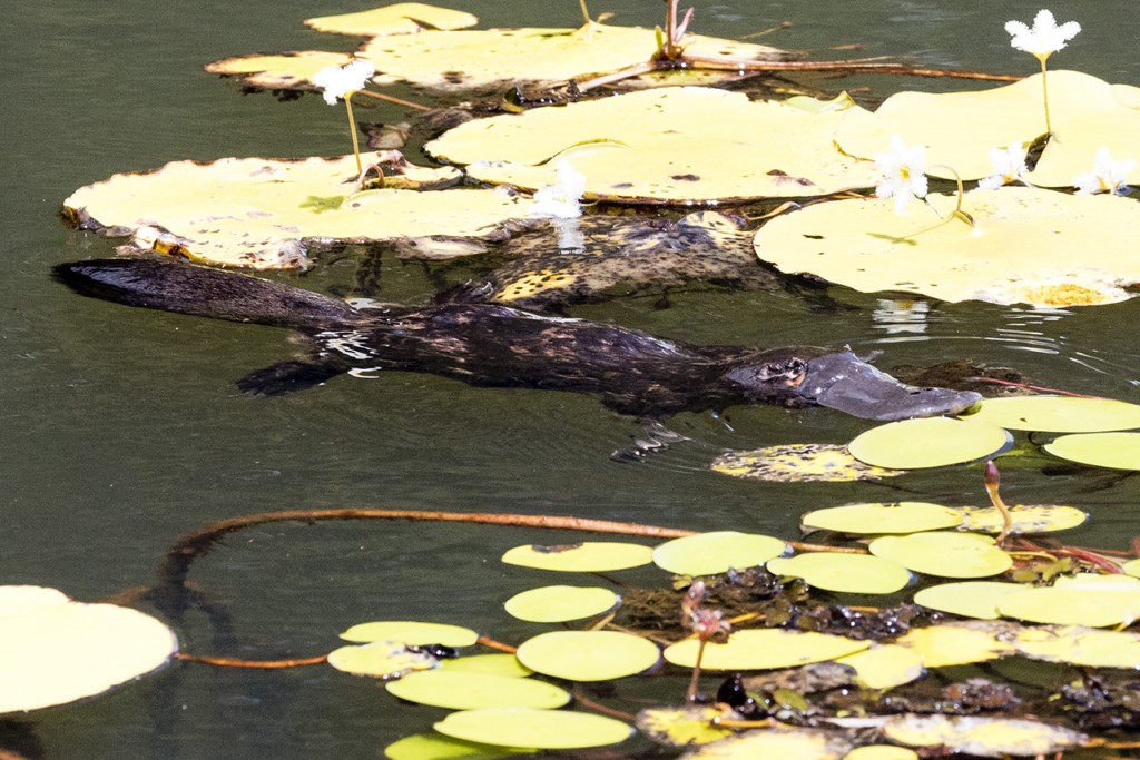 Rare platypus (Ornithorhynchus anatinus) in a pond in the Atherton Tablelands, Queensland, Australia