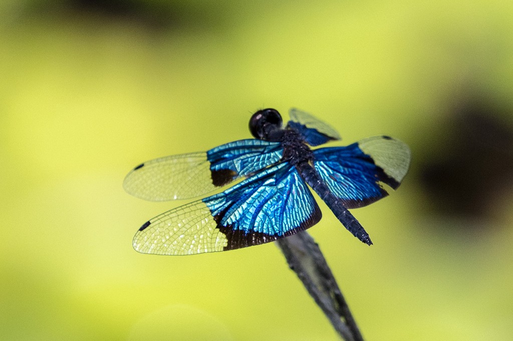 Blue dragonfly, Atherton Tablelands, Queensland, Australia