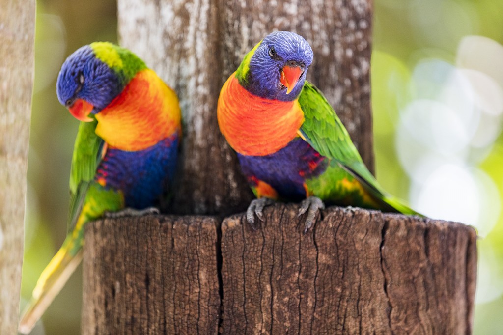 Parrots in the Rockhampton botanical gardens, Queensland, Australia