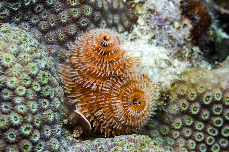 Christmas Tree Worm (Spirobranchus giganteus), Pickles Reef, Tavernier, Florida Keys, USA