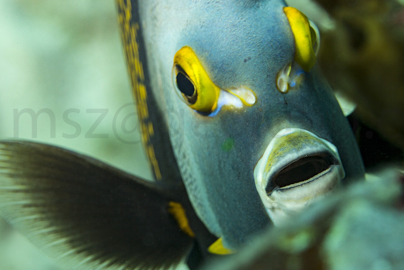 French angelfish (Pomacanthus paru), Snapper ledge, Tavernier, Florida Keys, USA