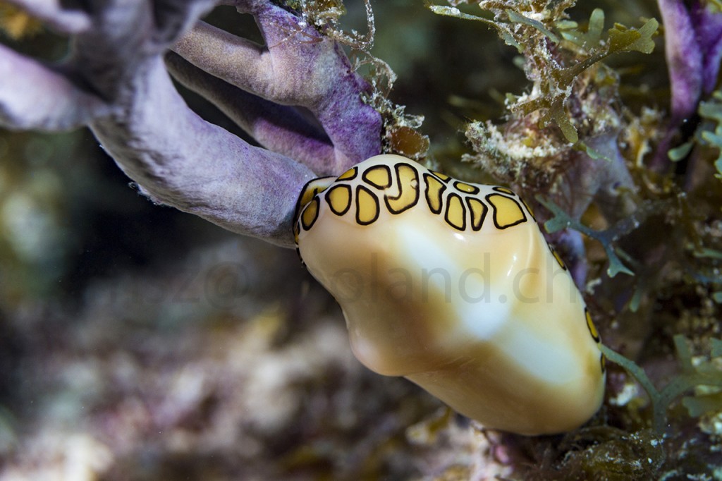 Flamingo tongue snail (Cyphoma gibbosum), Snapper ledge, Tavernier, Florida Keys, USA