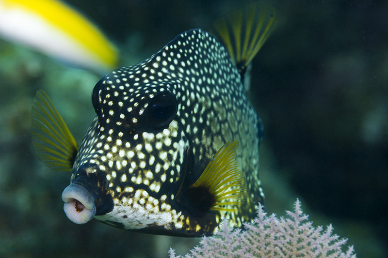 Smooth Trunkfish (Lactophrys triqueter), Ellbow Reef, Mike's Reef, Key Largo, Florida, USA