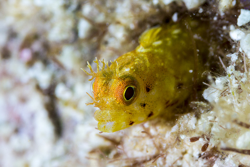 Yellow spinyhead blenny (Acanthemblemaria spinosa), Ellbow Reef - S S Ledges, Key Largo, Florida, USA