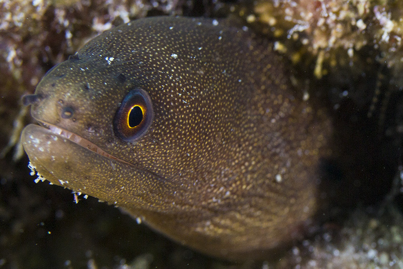 Goldentail moray eel (Gymnothorax miliaris), Ellbow Reef, Key Largo, Florida, USA