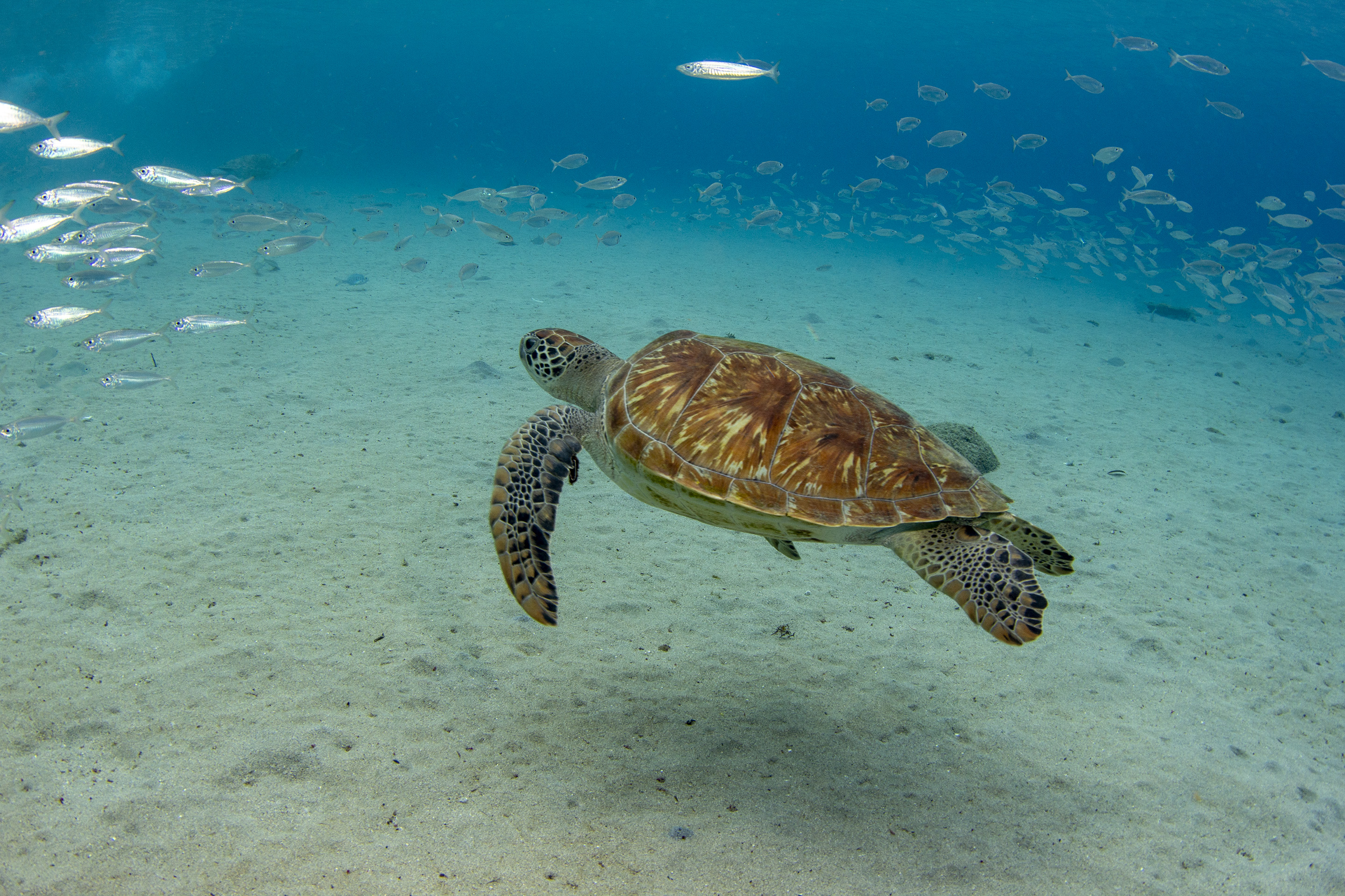 Turtle at Playa Grandi, Curacao