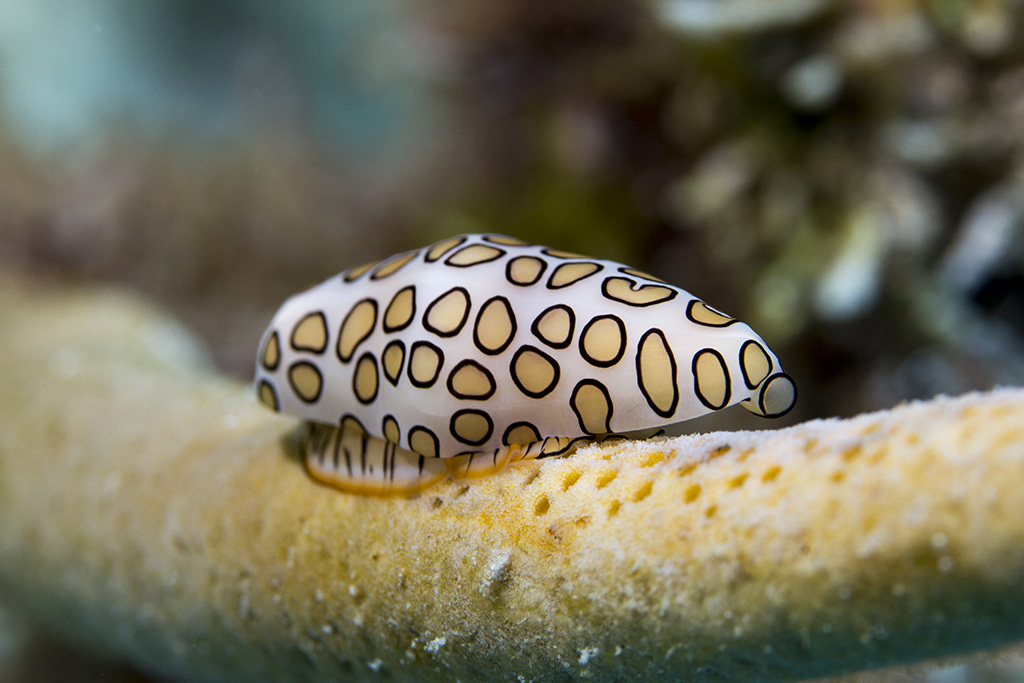 Flamingo tongue snail (Cyphoma gibbosum), Playa del Carmen, Mexico