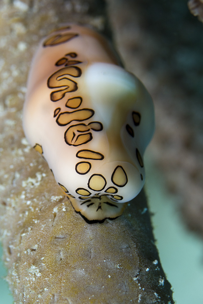 Flamingo tongue snail (Cyphoma gibbosum), Playa del Carmen, Mexico