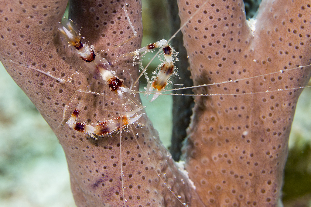 Banded coral shrimp (Stenopus hispidus), Playa del Carmen, Mexico