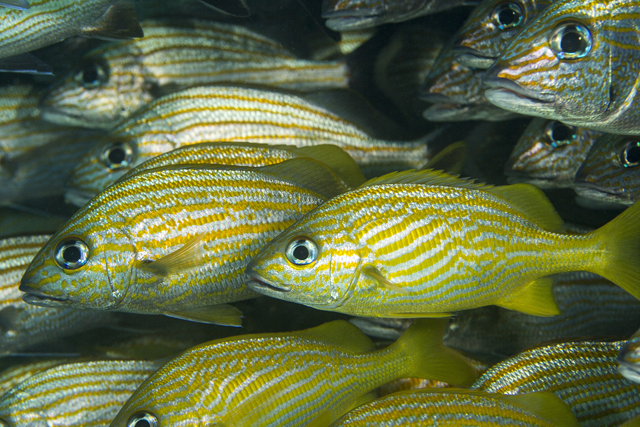 French grunt (Haemulon flavolineatum) and yellowtail snapper (ocyurus chrysurus) hiding underneath a reef, Playa  del Carmen, Mexico