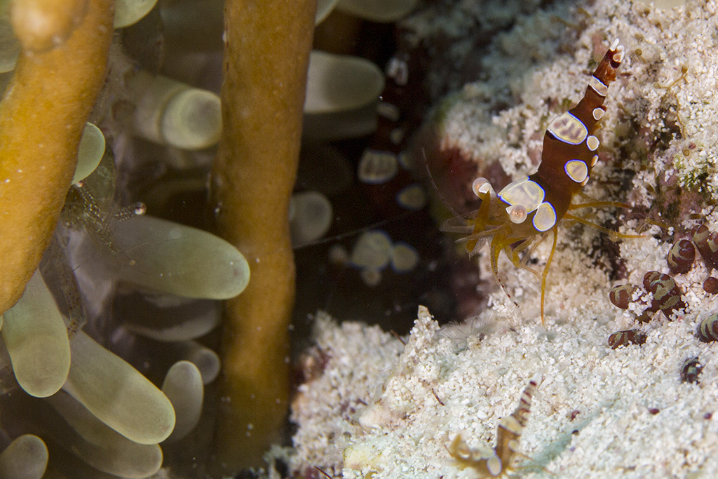 Squat shrimp (Thor amboinensis) hiding in an anemone, Playa del Carmen, Mexico