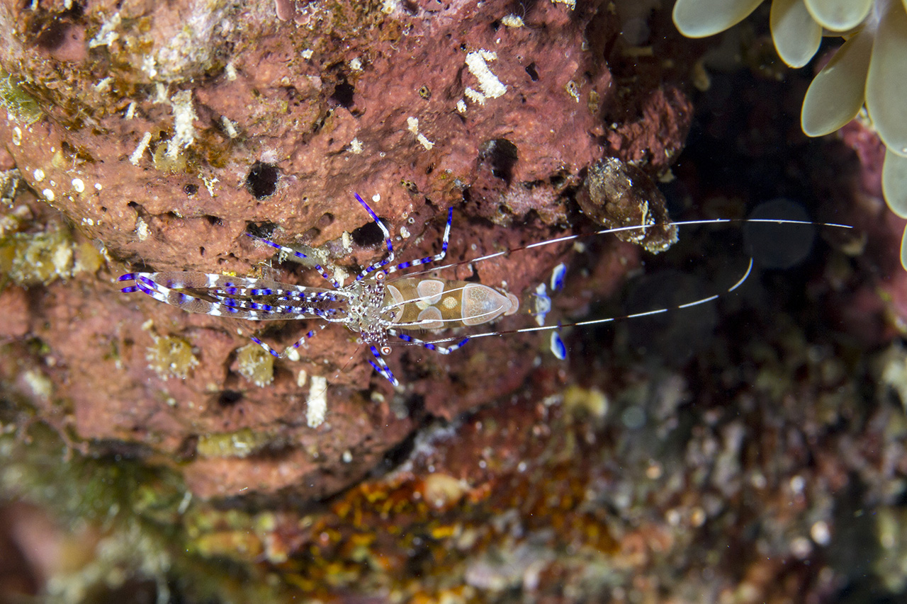 Pederson's cleaner shrimp (anemone shrimp, Ancylomenes pedersoni,  Periclimenes anthophilus), Playa del Carmen, Mexico