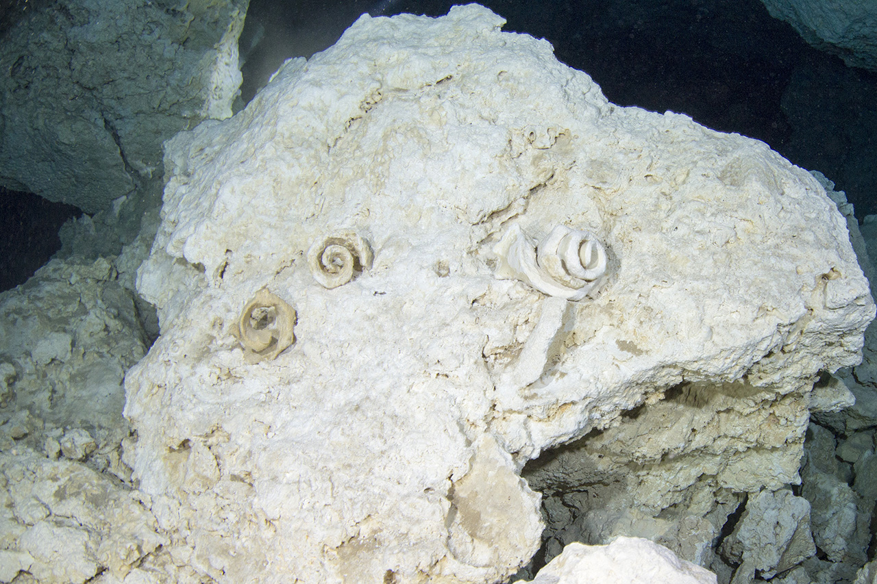 Fossilien in der Cenote Tajma Ha, Playa del Carmen, Quintana Roo, Mexico