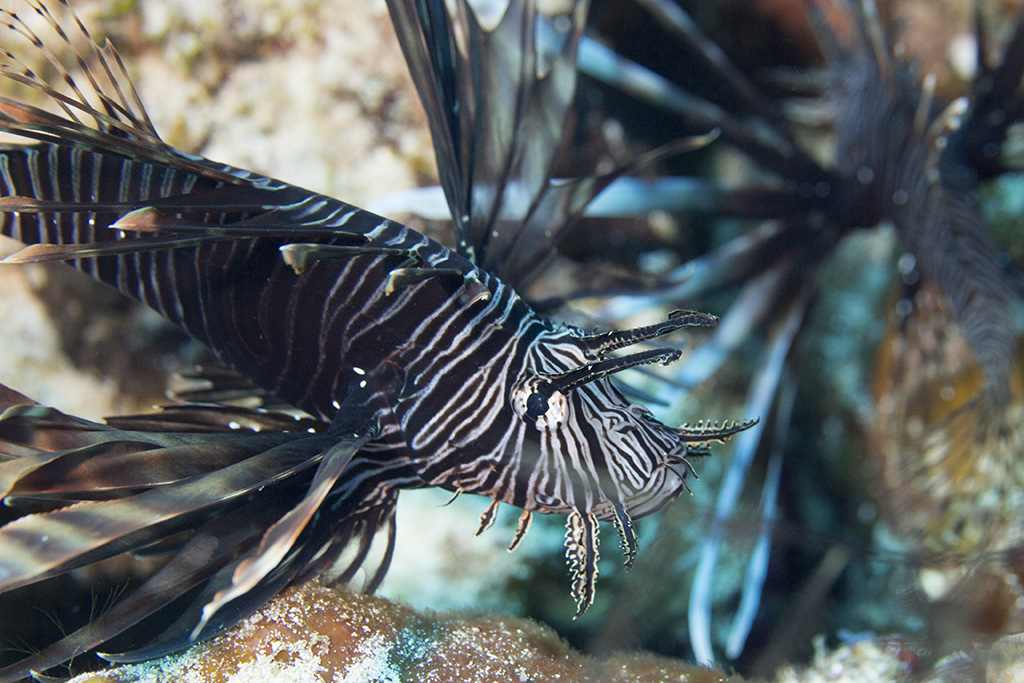 Invasiver Feuerfisch (Pterois volitans), Cozumel, Mexico