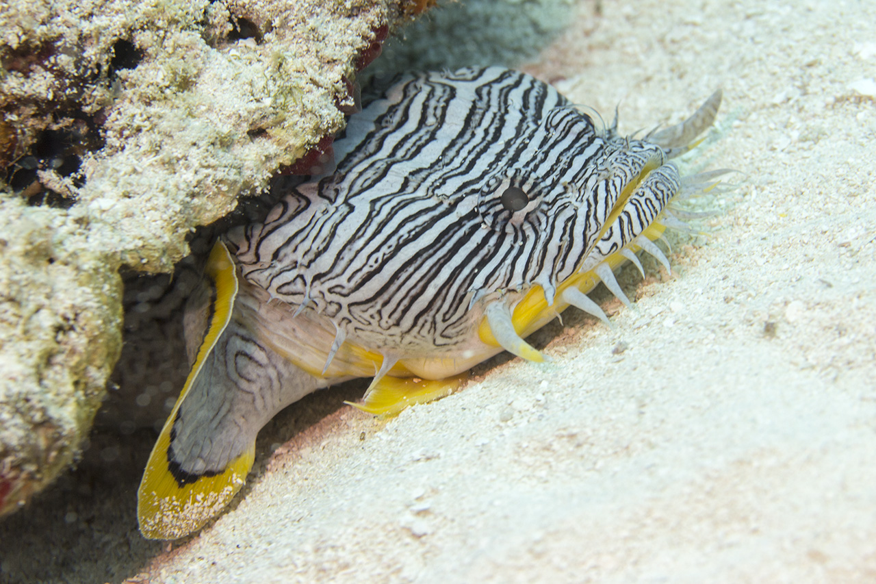 Cozumel splendid toadfish (Sanopus splendidus), endemic species of toadfish found only in Cozumel, Mexico