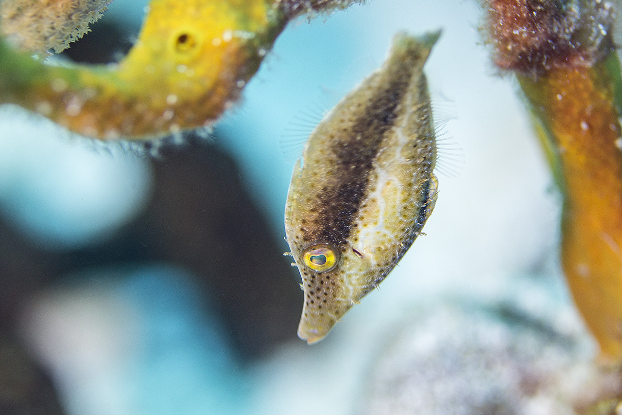 Unidentified yellow filefish, Cozumel, Mexico